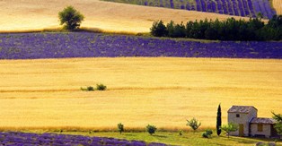 Lavender ready for harvest in Provence.